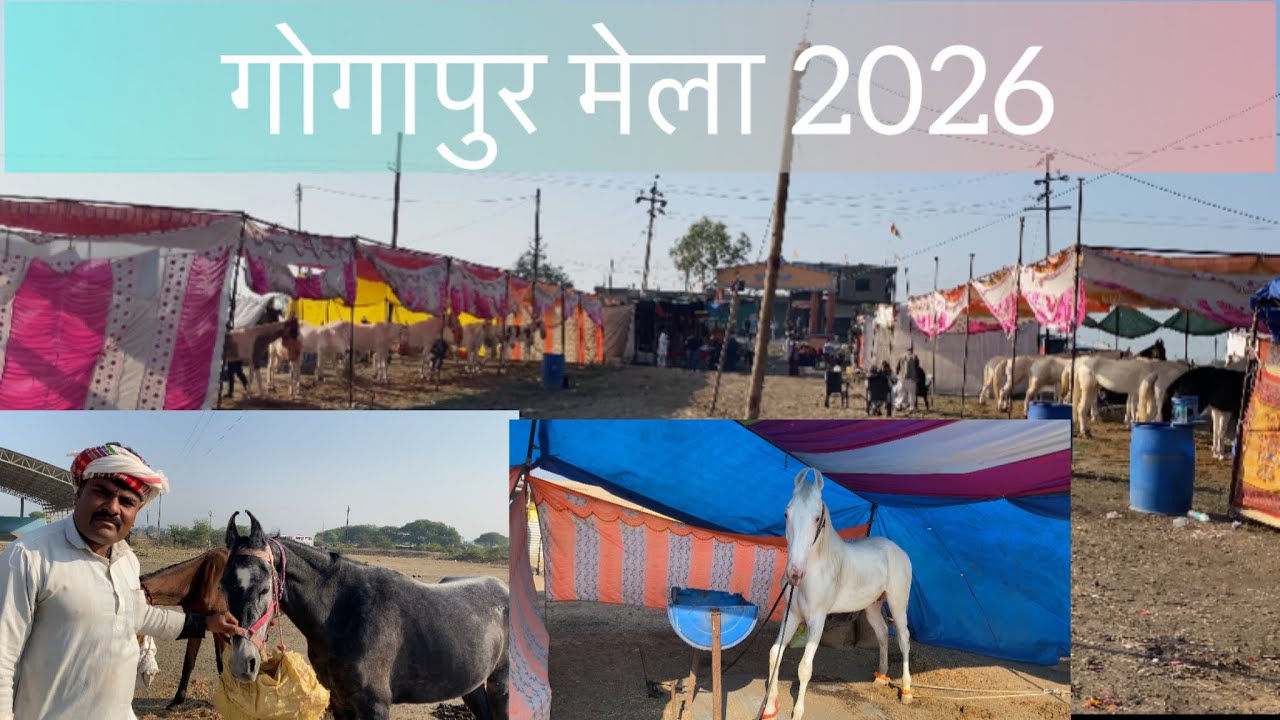 17 January 2026 gogapur mela कितनी क्या घोड़े हे मेले में और क्या कीमत के हे 
