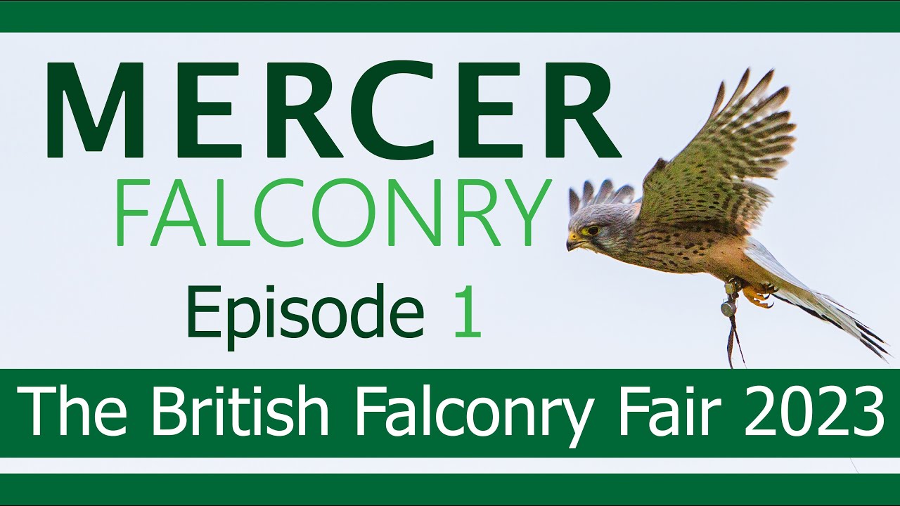 The British Falconry Fair 2023 | Mercer Falconry Episode 1
