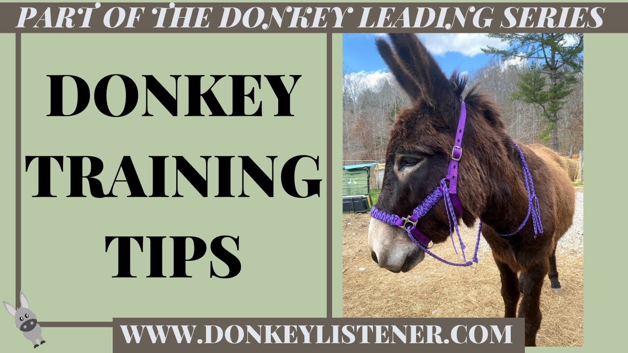 ✨Training Tips for the Unmotivated Donkey! {Donkey Training} Training a Donkey To Lead Series