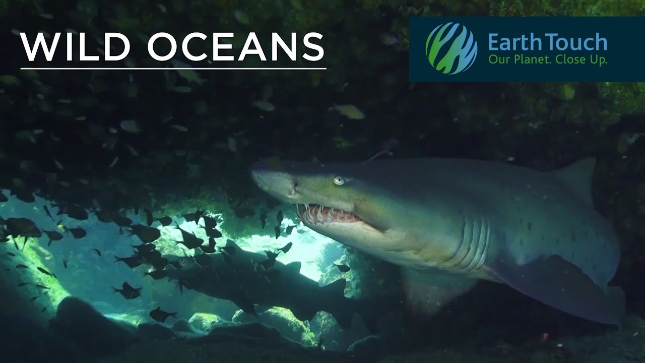 Diving with the ragged-tooth sharks of Aliwal Shoal