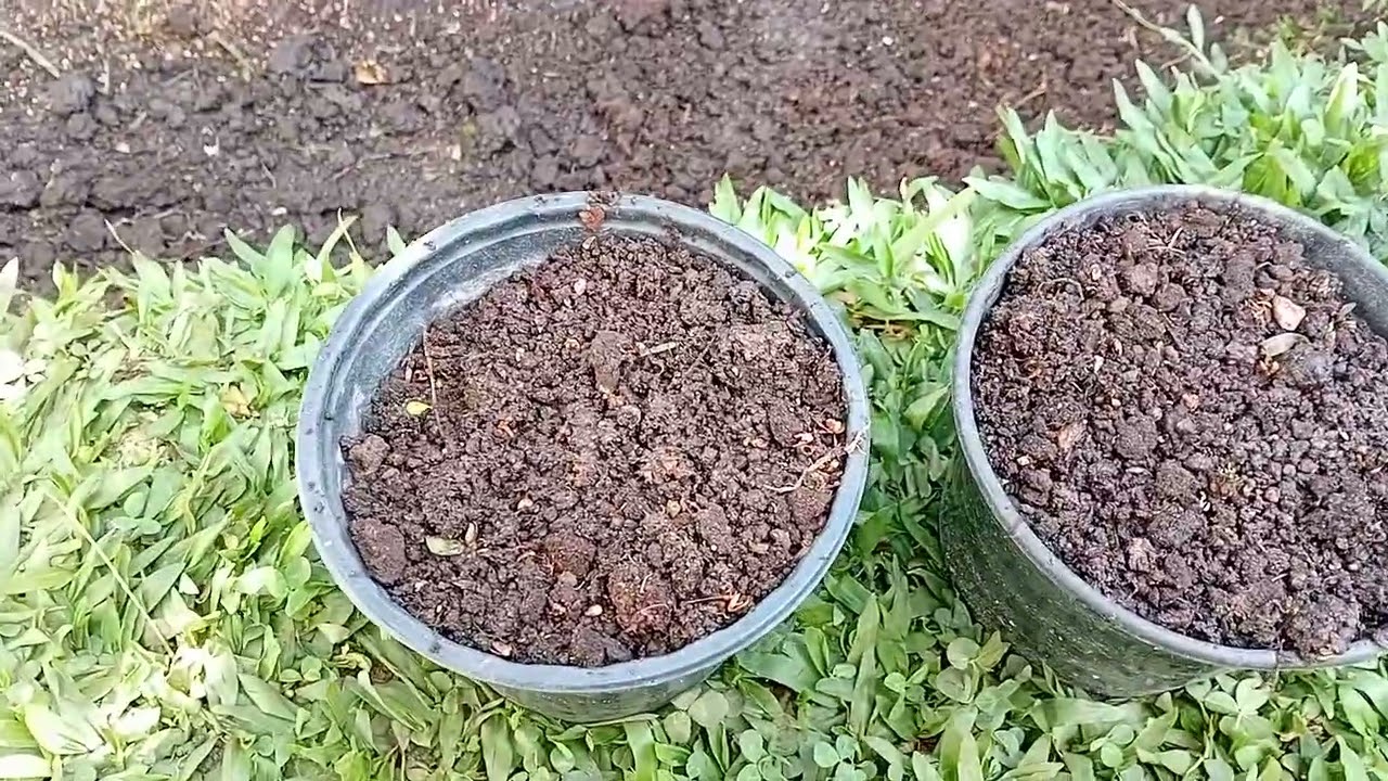 Plantei um coléus do vaso para terra.