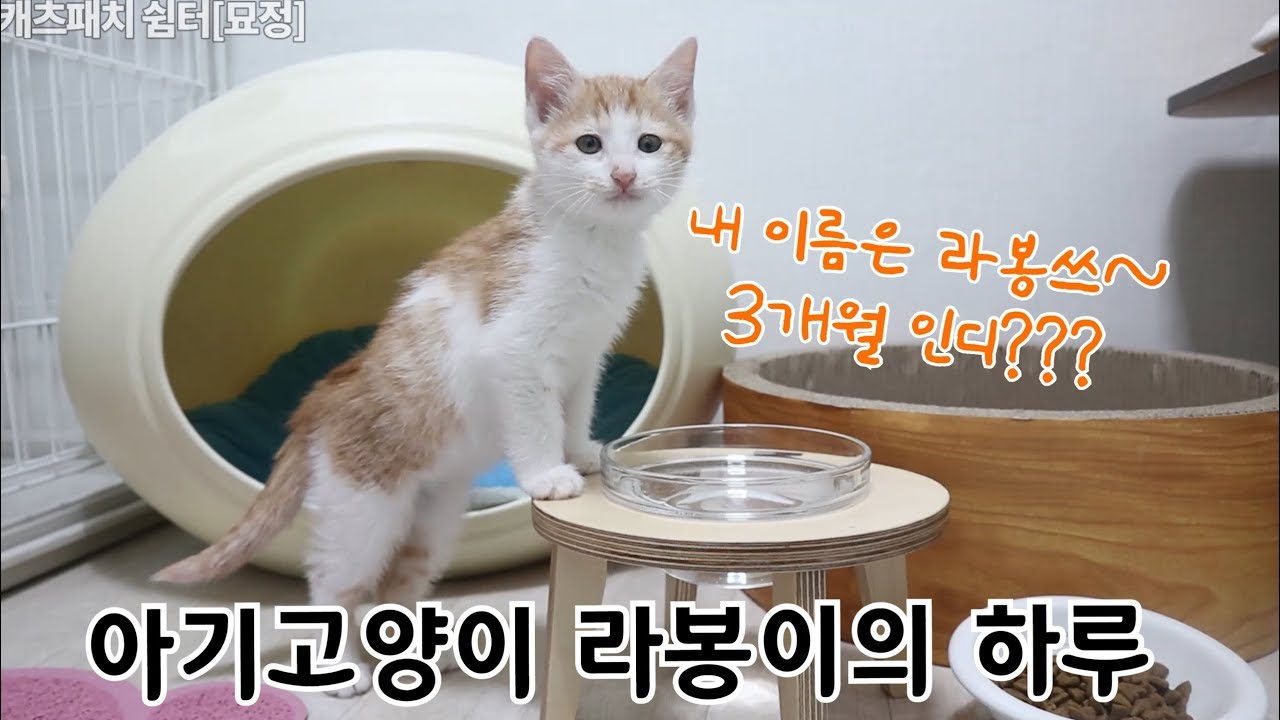 억울한 아기고양이 라봉이의 하루