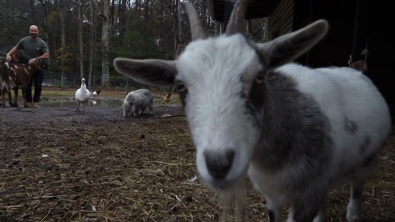 SEAN LAWLESS (Going In) Farm life