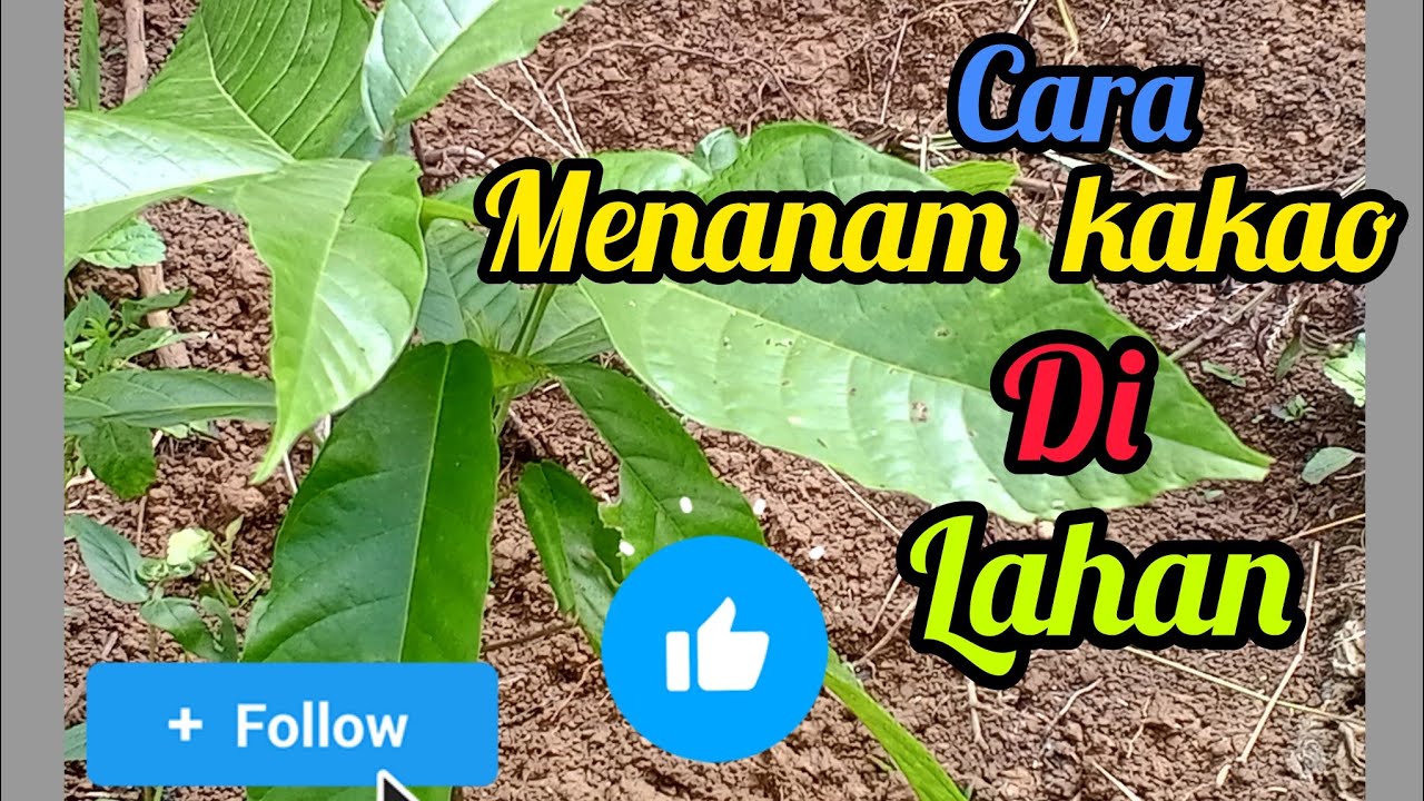 menanam kakao