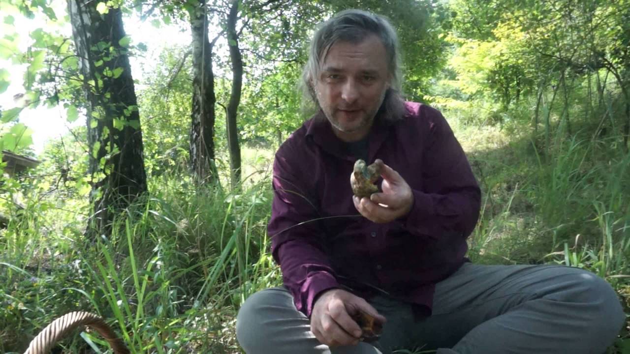 Borowik ceglastopory i borowik ponury