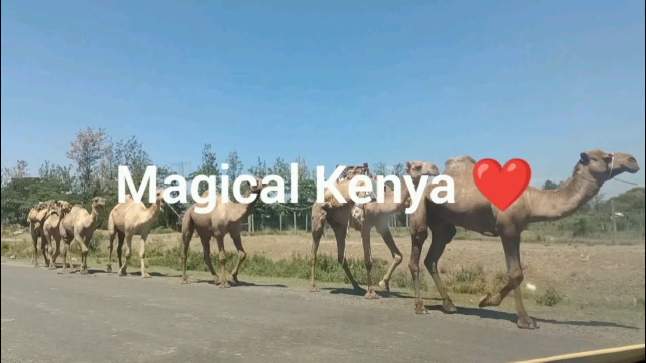 Twende Nakuru-miti mingi Njoro constituency