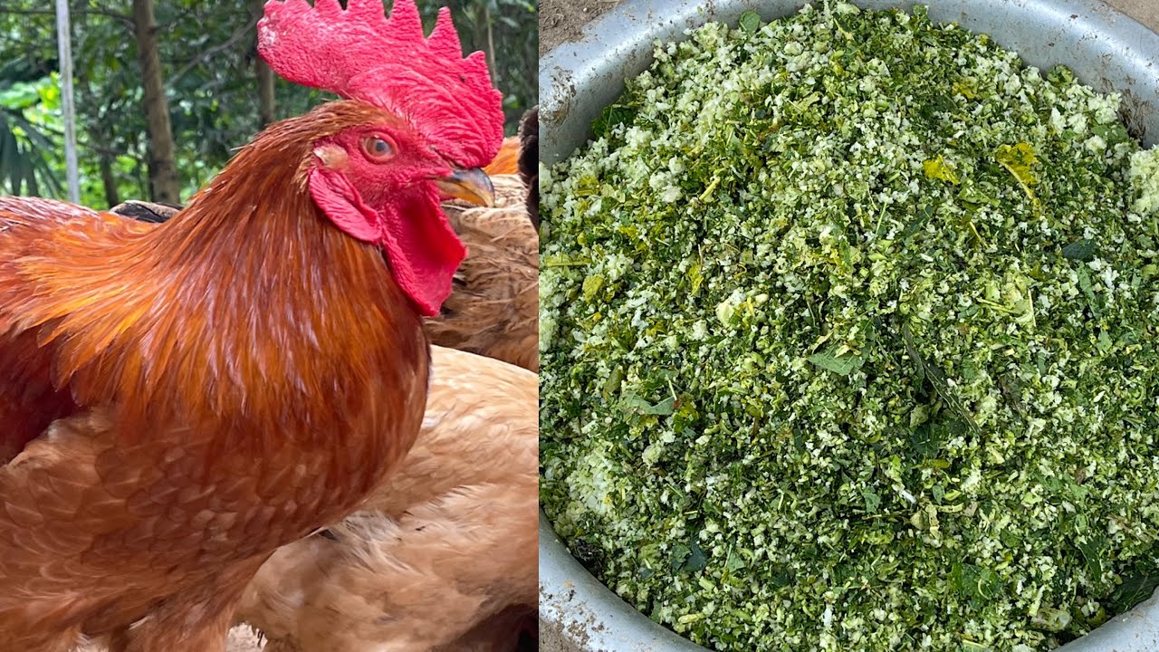 Домашний корм для кур-несушек - корм для кур - куры.