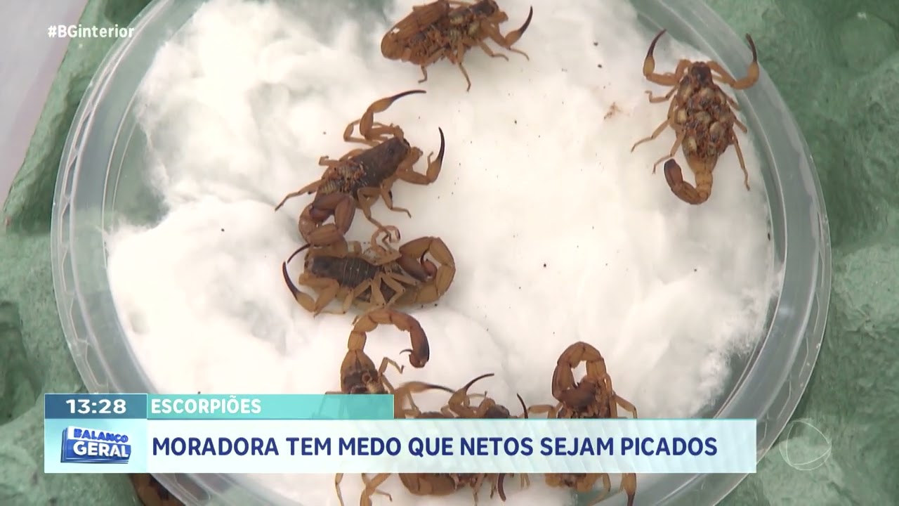 Escorpiões: Moradora tem medo que netos sejam picados