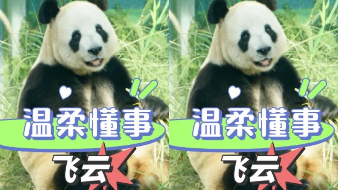 原来飞云讨人喜欢的不止是颜值，事事有回应的萌妹更加让人心软软 #飞云 #熊猫 #国宝 #温情 #治愈
