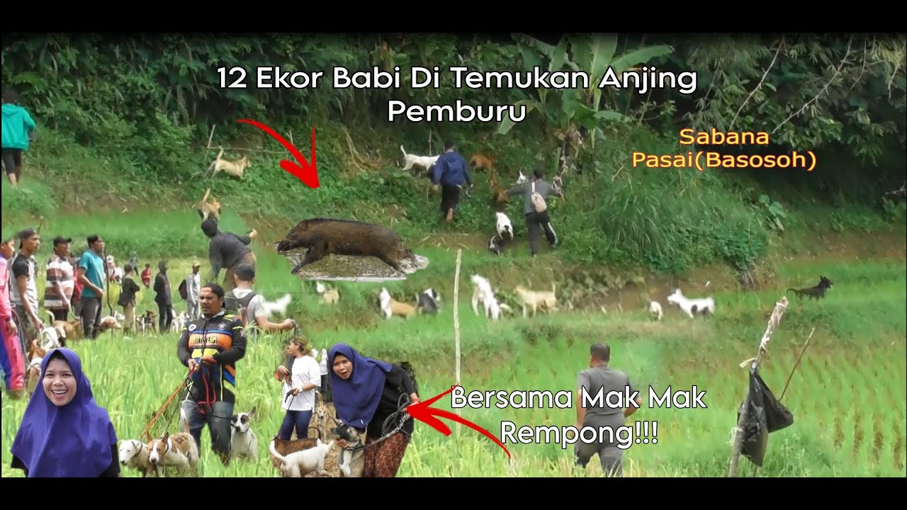 BERBURU BABI DI PASIA KOTO TINGGI | SABANA BASOSOH
