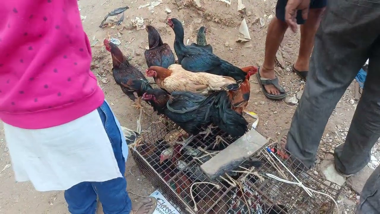 Erragadda Sunday market 22nd February, 26#birds chicken #roosterfarm#birds​ #erragaddamarket