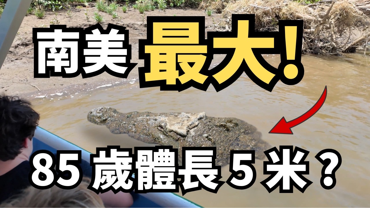 哥斯大黎加鱷魚橋藏著南美洲最大鱷魚！想不到意外頻頻出現，我們這次能否順利看到牠？哥斯大黎加旅行必訪景點#costarica #travel
