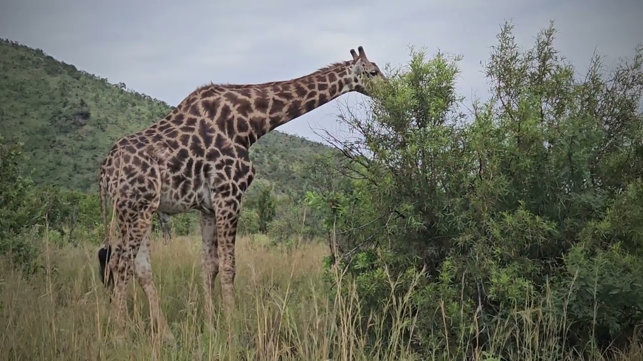 All the animals seen at the Pilanesberg National Park tour 