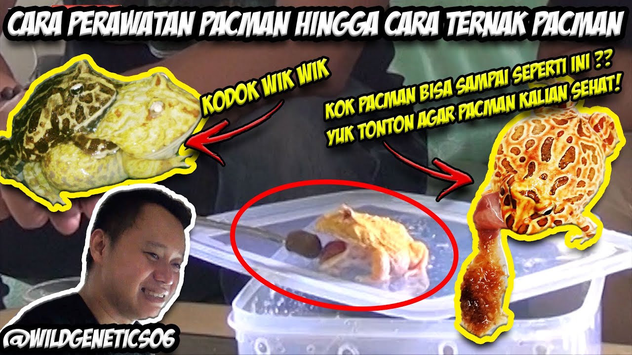 MAU TERNAK PACMAN ? NONTON VIDEO INI DULU ! #PODCAST03 #PODCASTSATWA