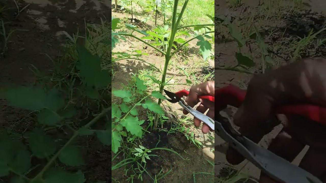 Pemangkasan Daun tomat agar buah sehat dan nutrisinya bisa terserap dengan baik