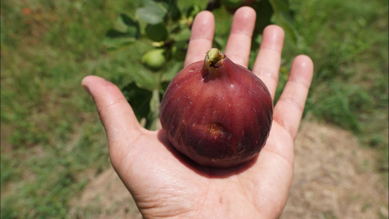 Giant Blue Fig -Taste Test - So Good!