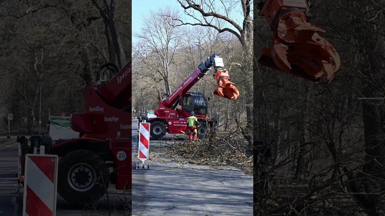 Vier Eschen wegen Eschentriebsterben in Bad Berka mit Spezialf&auml;llgreifer gef&auml;llt