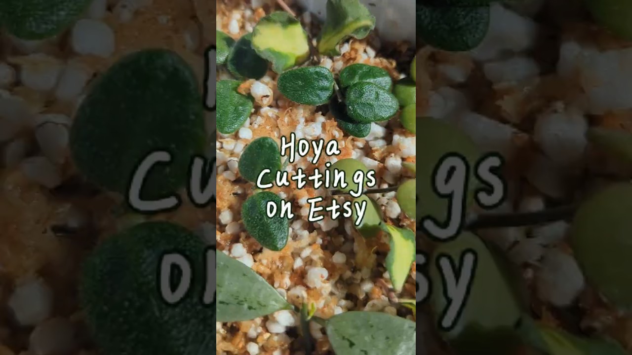 Hoya Cuttings on Etsy 