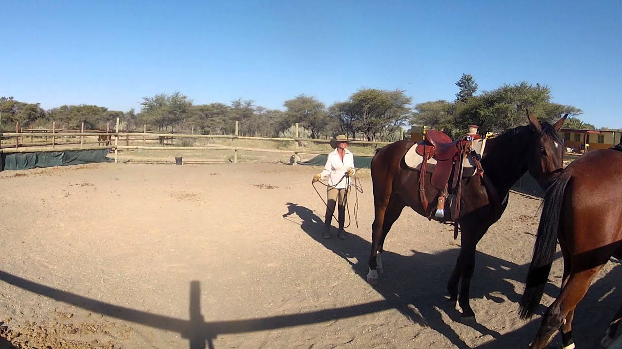 Anton and Cyrus first work in a year and first saddleing moving them togehter
