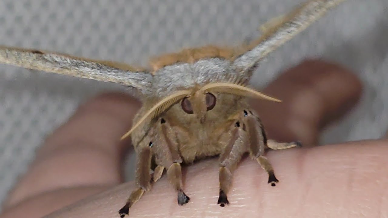​7 Days to Live: Meeting Our New Polyphemus Moth