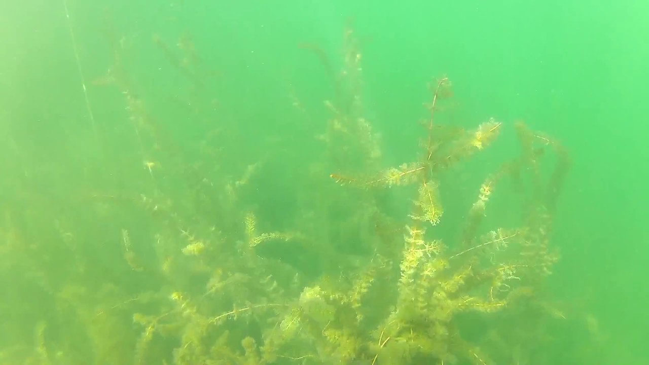 Jezioro Żbik ( Tyrsko ) - Pod wodą bez akwalungu :)