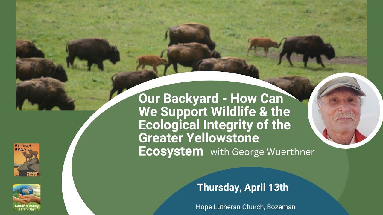 Our Backyard - How Can We Support Wildlife & the Ecological Integrity of the Greater Yellowstone