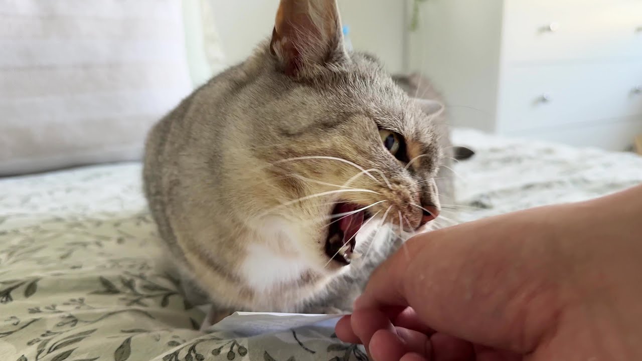 Guard cat guarantees the best security of personal data