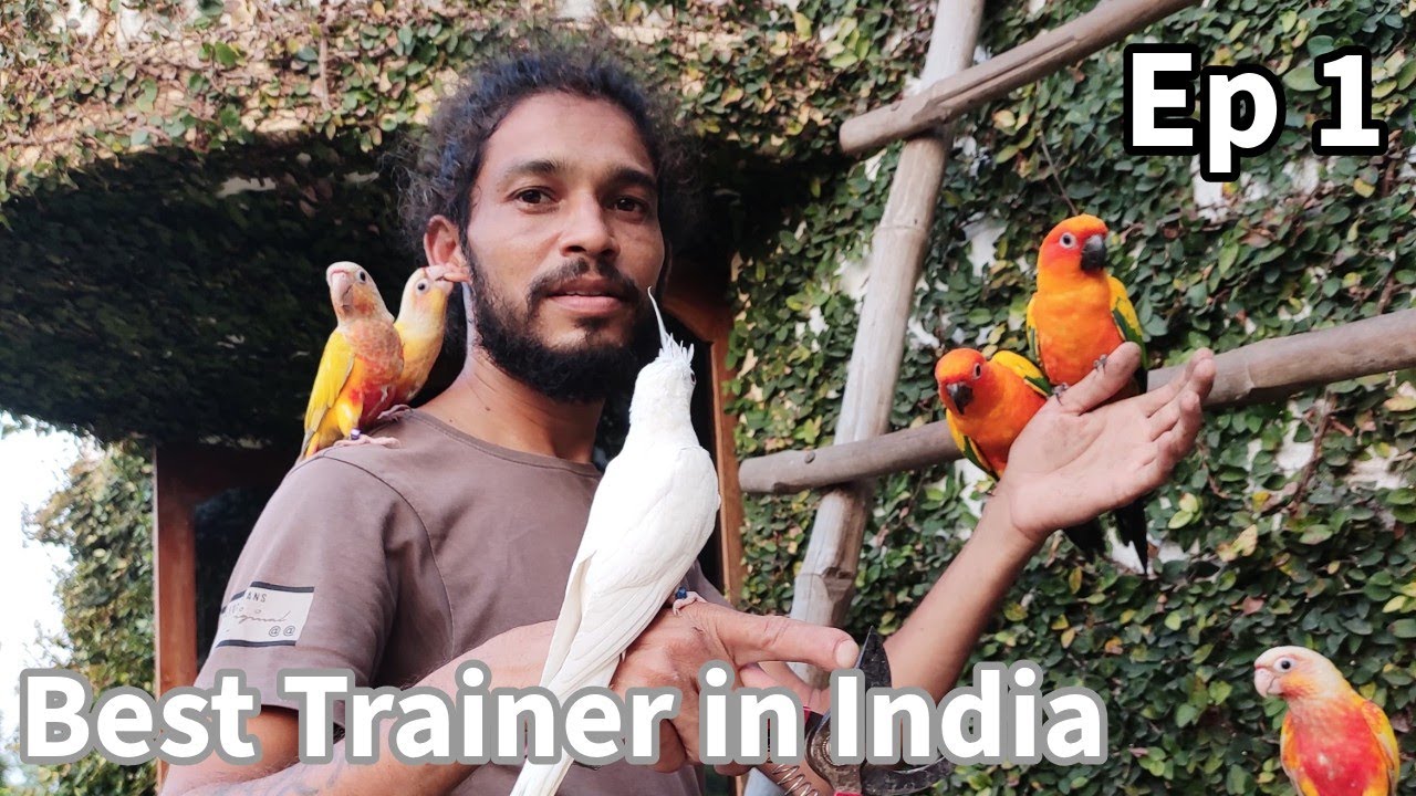 Hand Tamed Bird Trainer in India | Cage free culture | Free flight cockatiel Conure