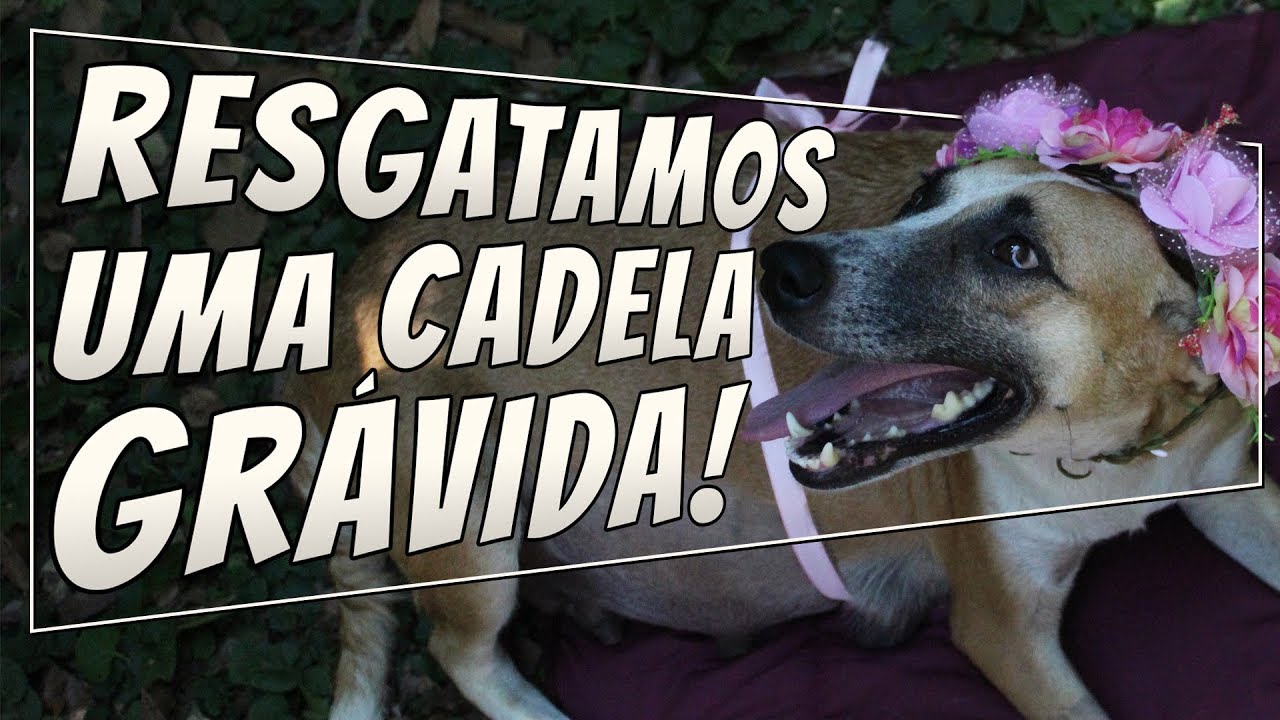 Resgatamos uma Cachorra GRÁVIDA | VLOG da Salsicha