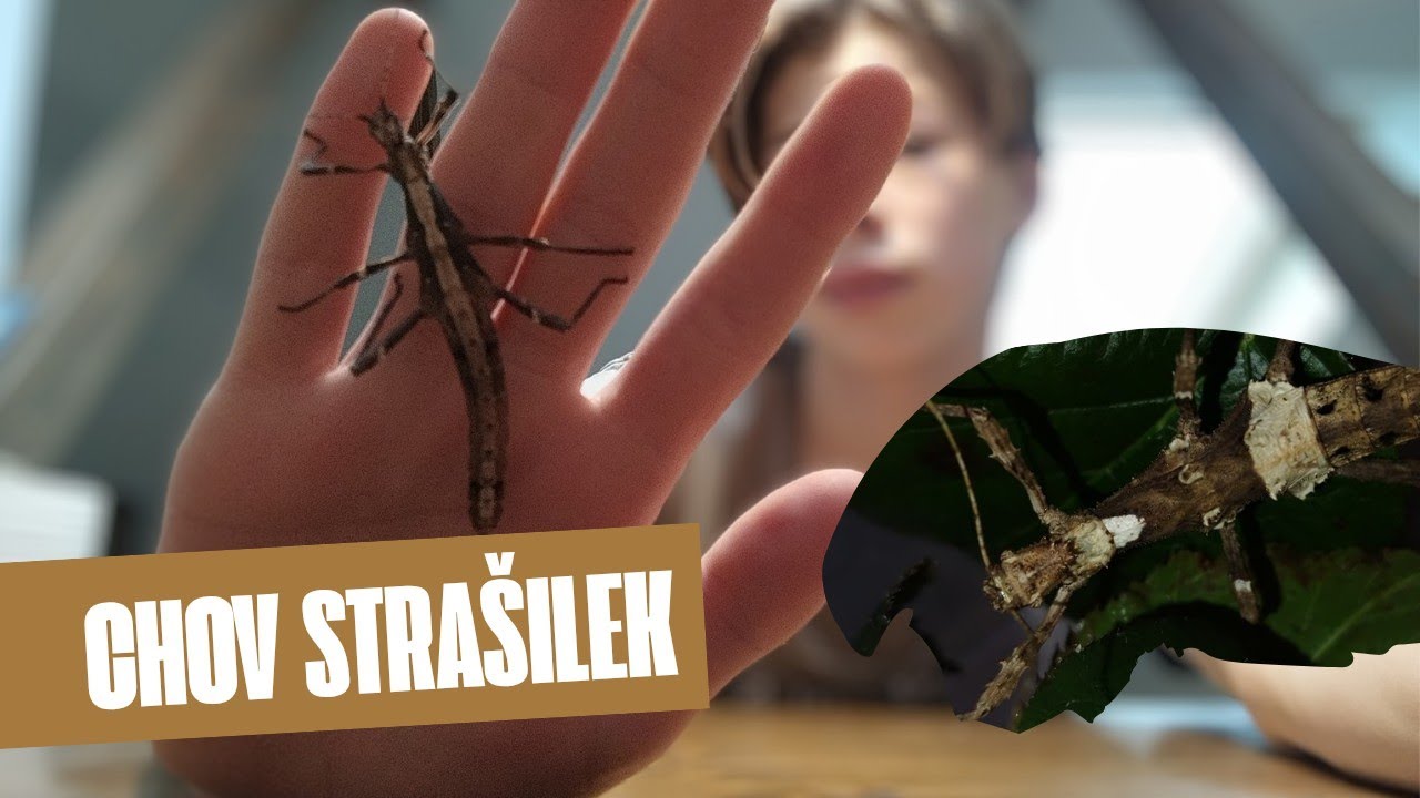 Strašilky: všechno co potřebujete vědět 🪲🌳