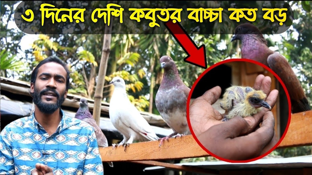 কবুতরের পাখা কাটার পর কি পরিবর্তন হলো মুকুলের খামারে। #দেশি_কবুতরের_খামার #pigeon