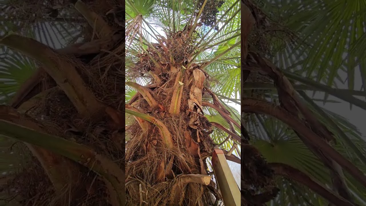 Trachycarpus Fortunei Haircut 🌴
