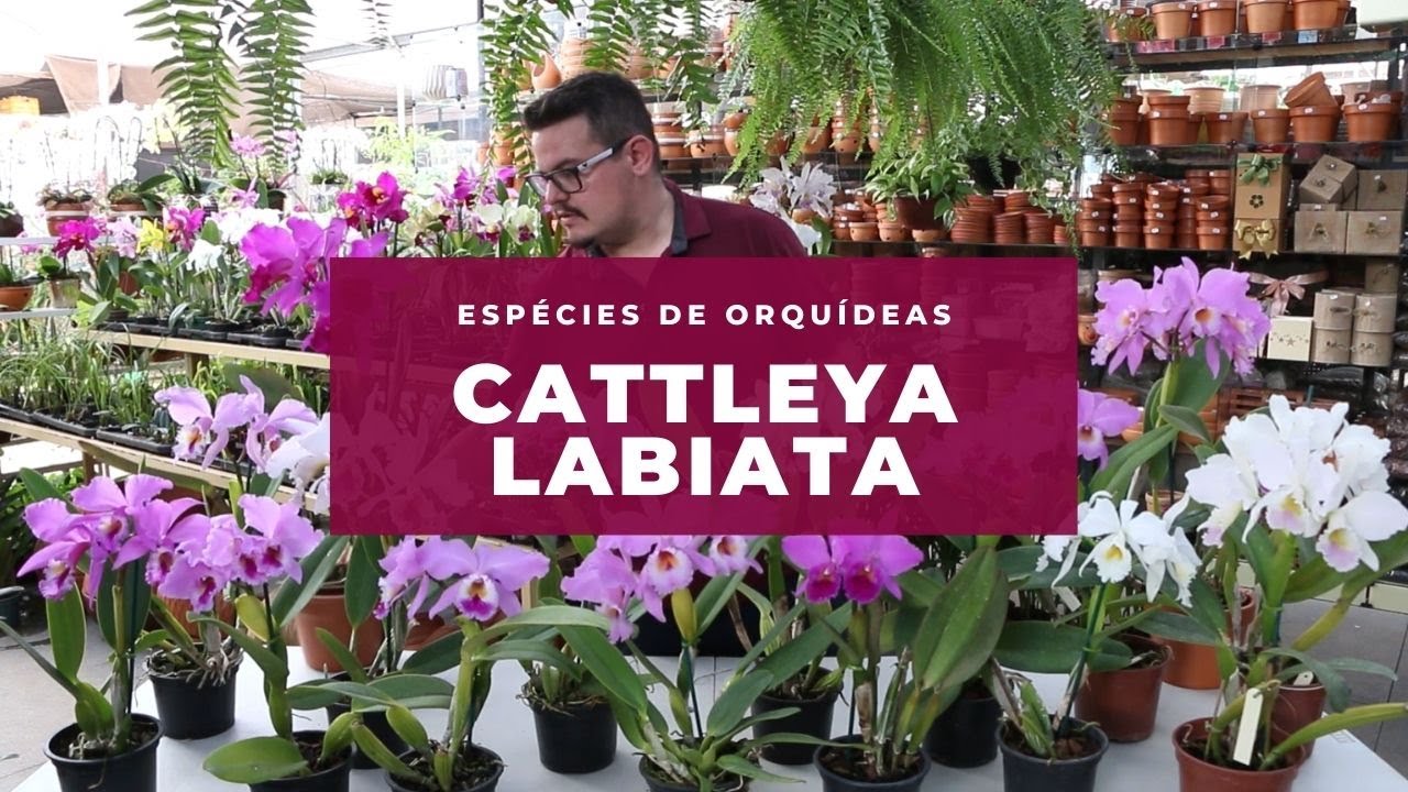 Orquídea Cattleya Labiata