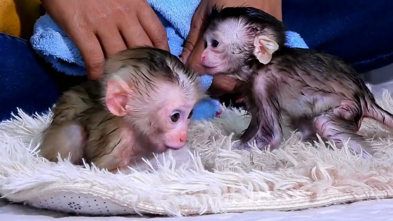 There are new members! Hmmm, it's really unusual!