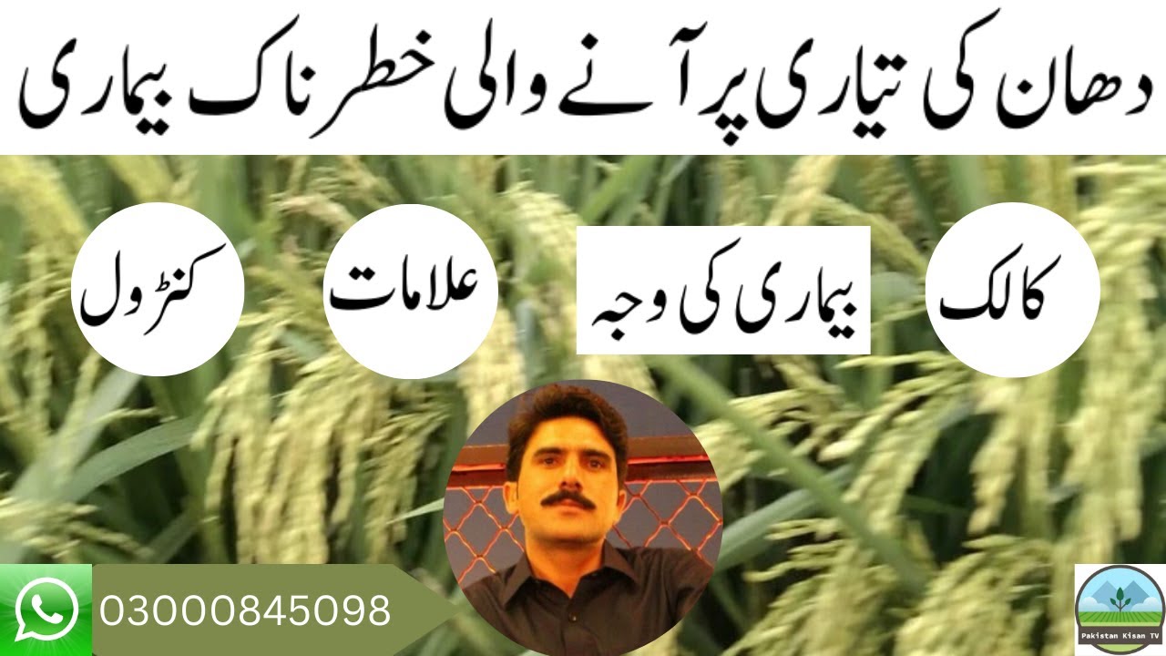 How to control Rice Diseases 'false smut' Kalak | دھان کی تیاری پر آنے والی خطرناک بیماری کالک