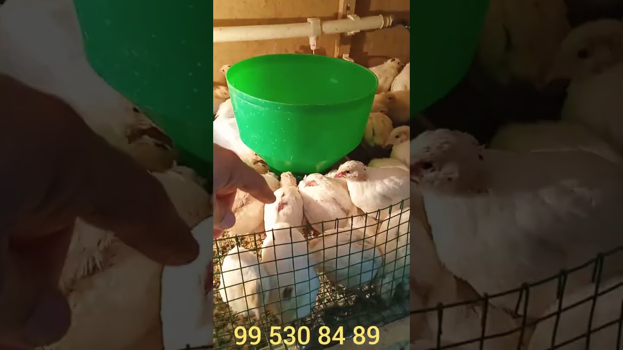 бедана жужам 18 кунли булишди ва фойдаси гушт тухуми дан