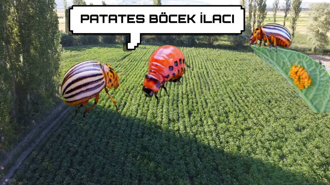 İSTİLACI PATATES BÖCEKLERİ İLE MÜCADELE