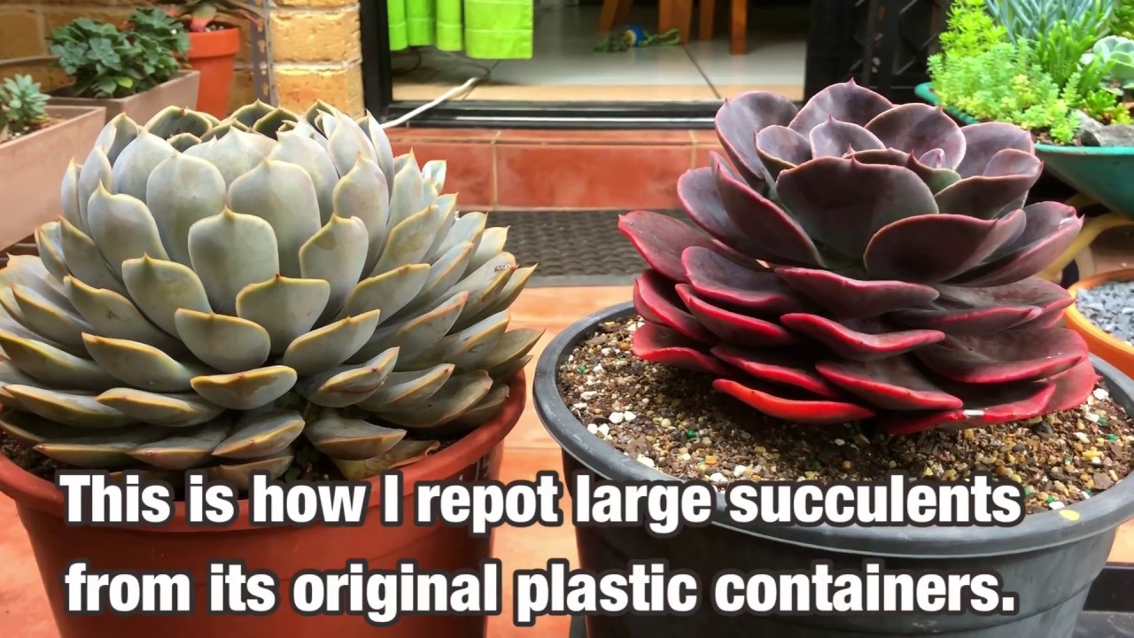 How to repot large succulents with sensitive leaves