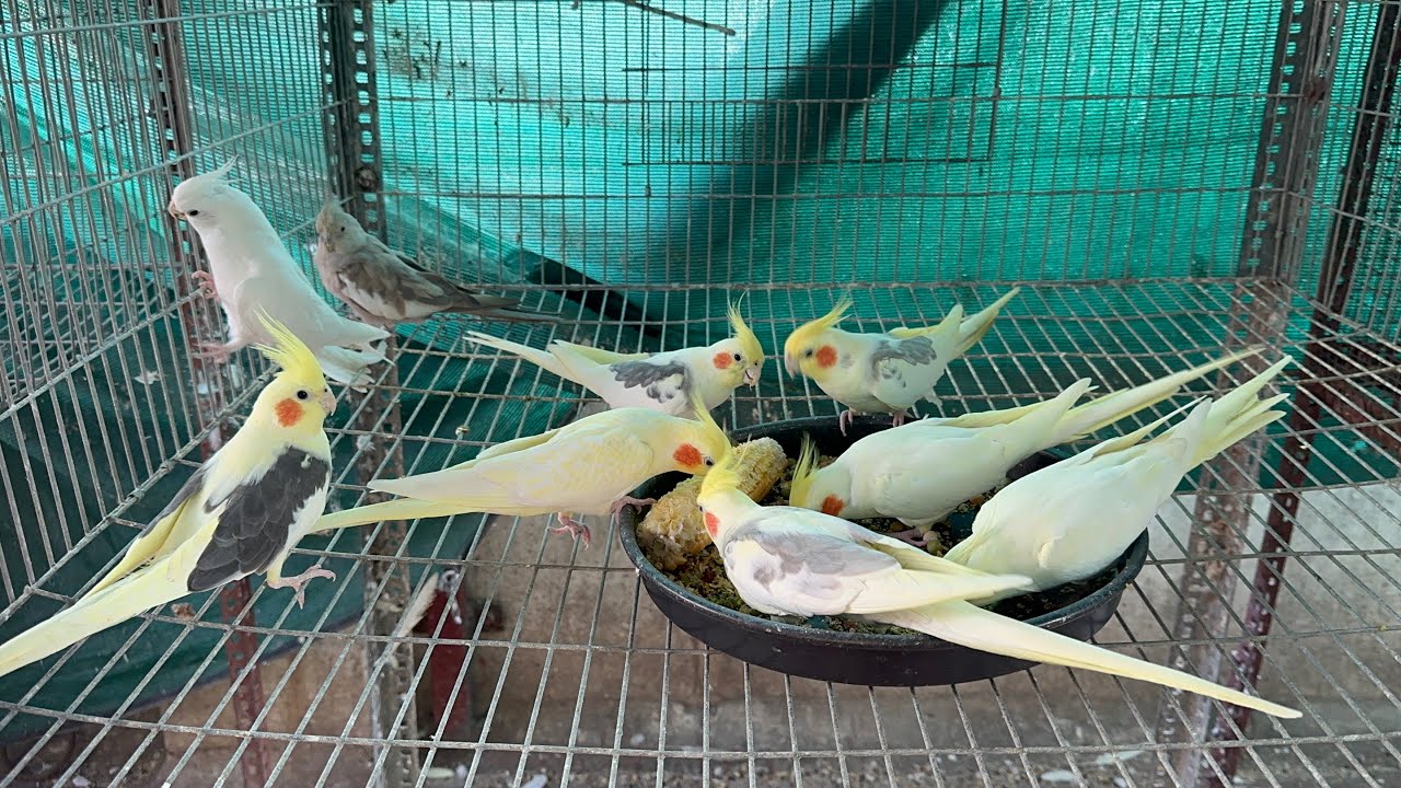 What we do during summer season at our aviaryஎங்கள் பறவைகள் பண்ணையில் கோடை காலத்தில் என்ன செய்கிறோம்