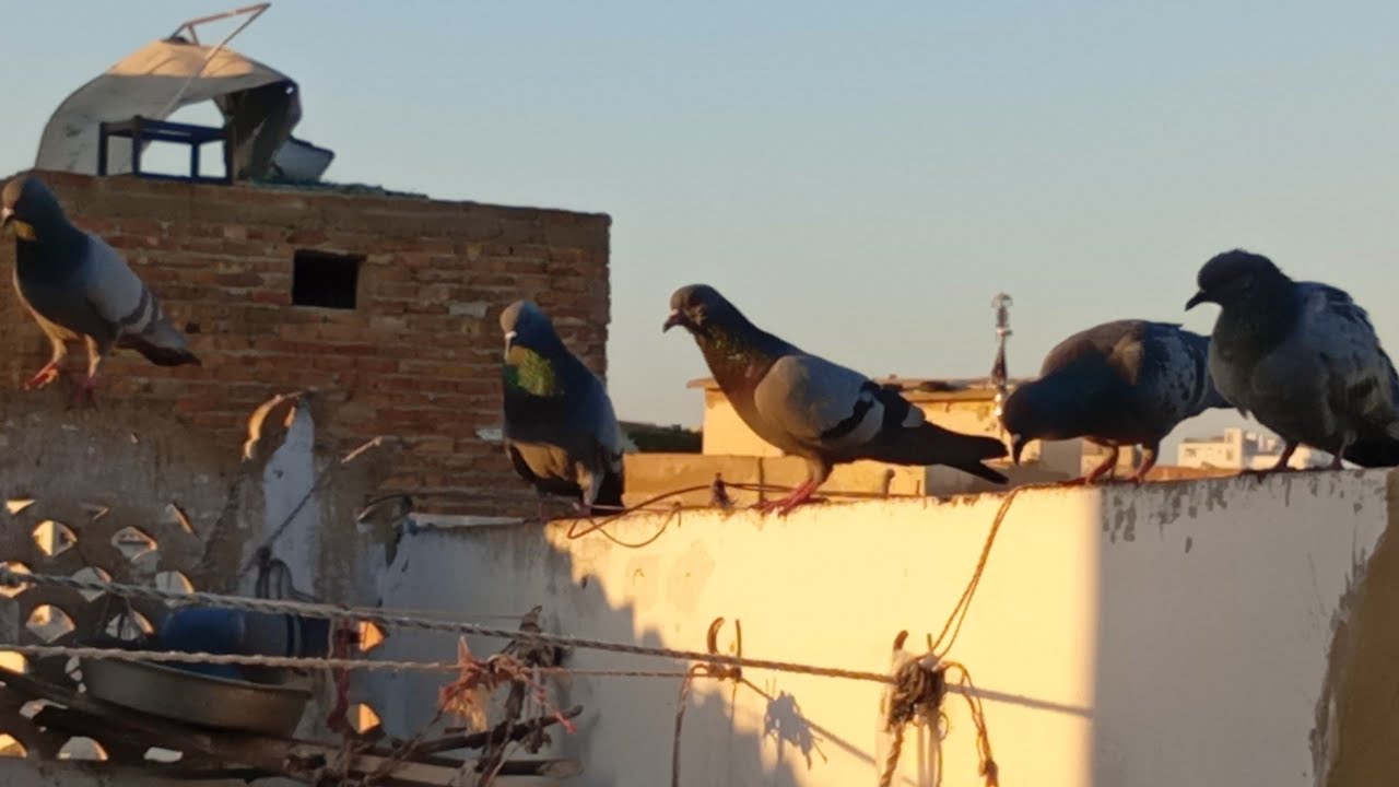 New Series. S1 E55. Birds 🐦 activity on our roof top Friday 06.03.2026.