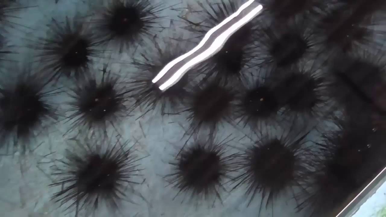 Urchin Farming in Japan - Amazing