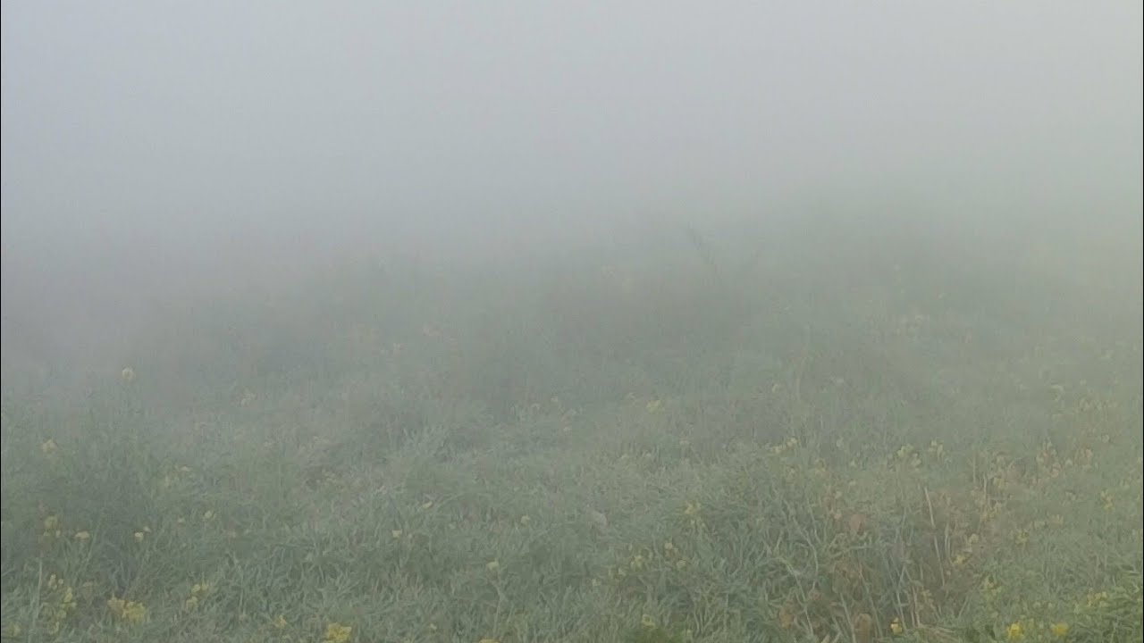 সকালবেলায় কুয়াশায় ঢাকা সরিষার ক্ষেত