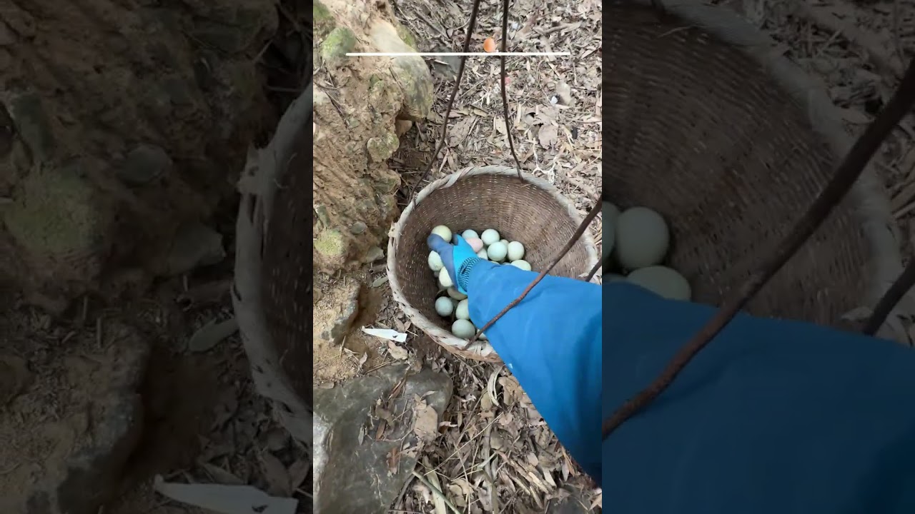 Immersive Egg Picking