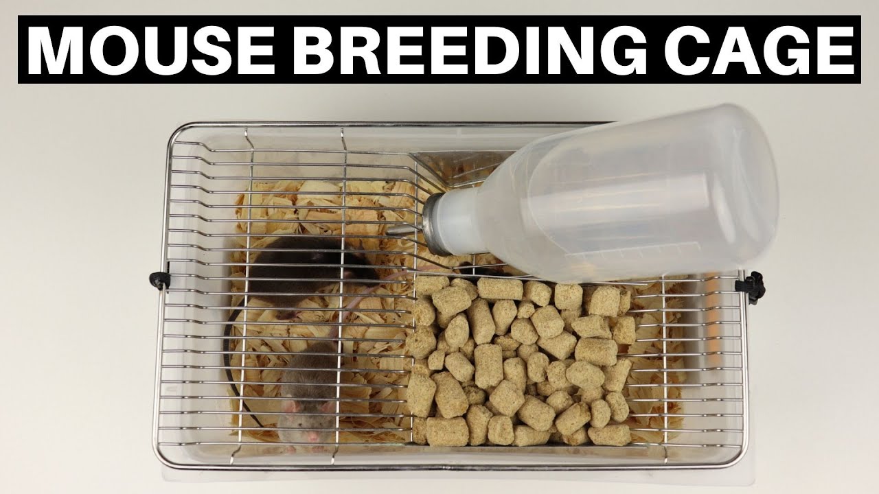 Reptile Basics Mouse Breeding Cage Review! - Benjamin's Exotics