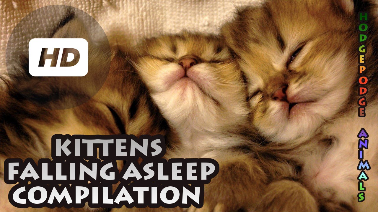 Kittens Falling Asleep Compilation