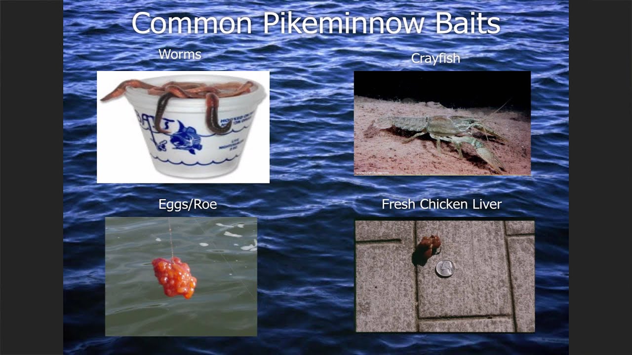 How-To-Catch-Pikeminnow Instructional Seminar