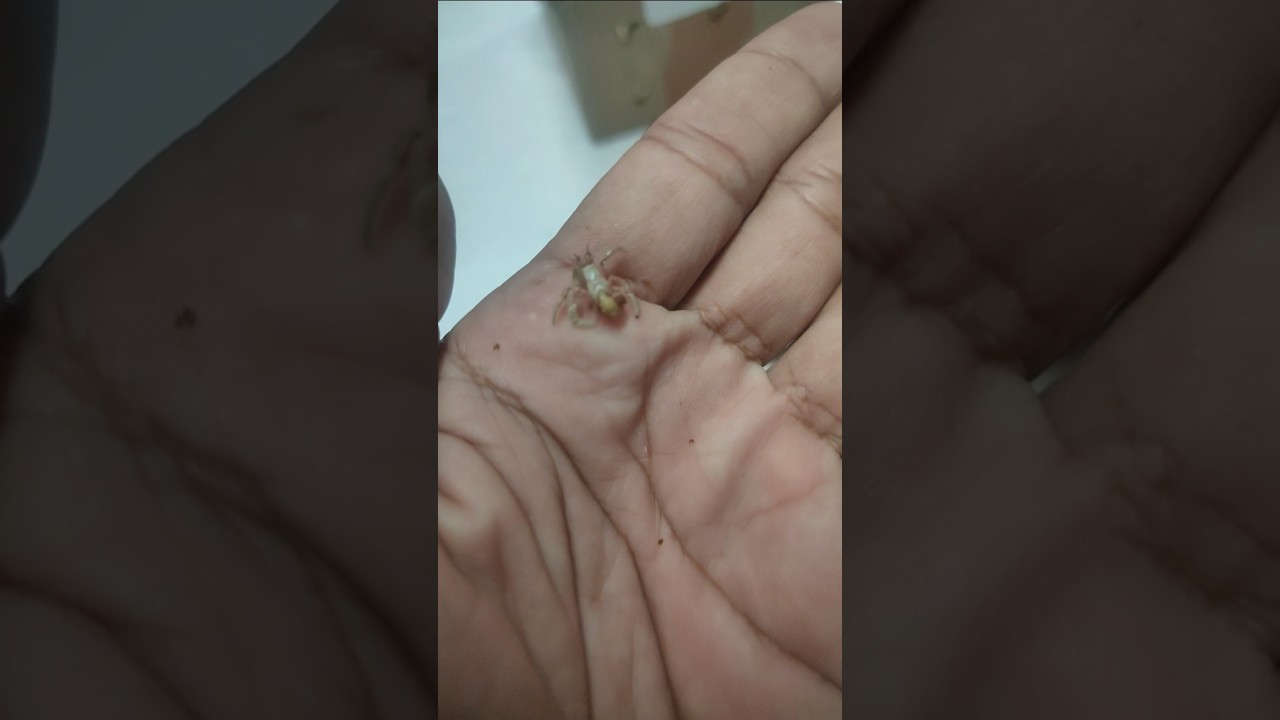 Kelomang kehilangan cangkang ‼️ Hermit crab loses shell  #kelomang #hermitcrabs