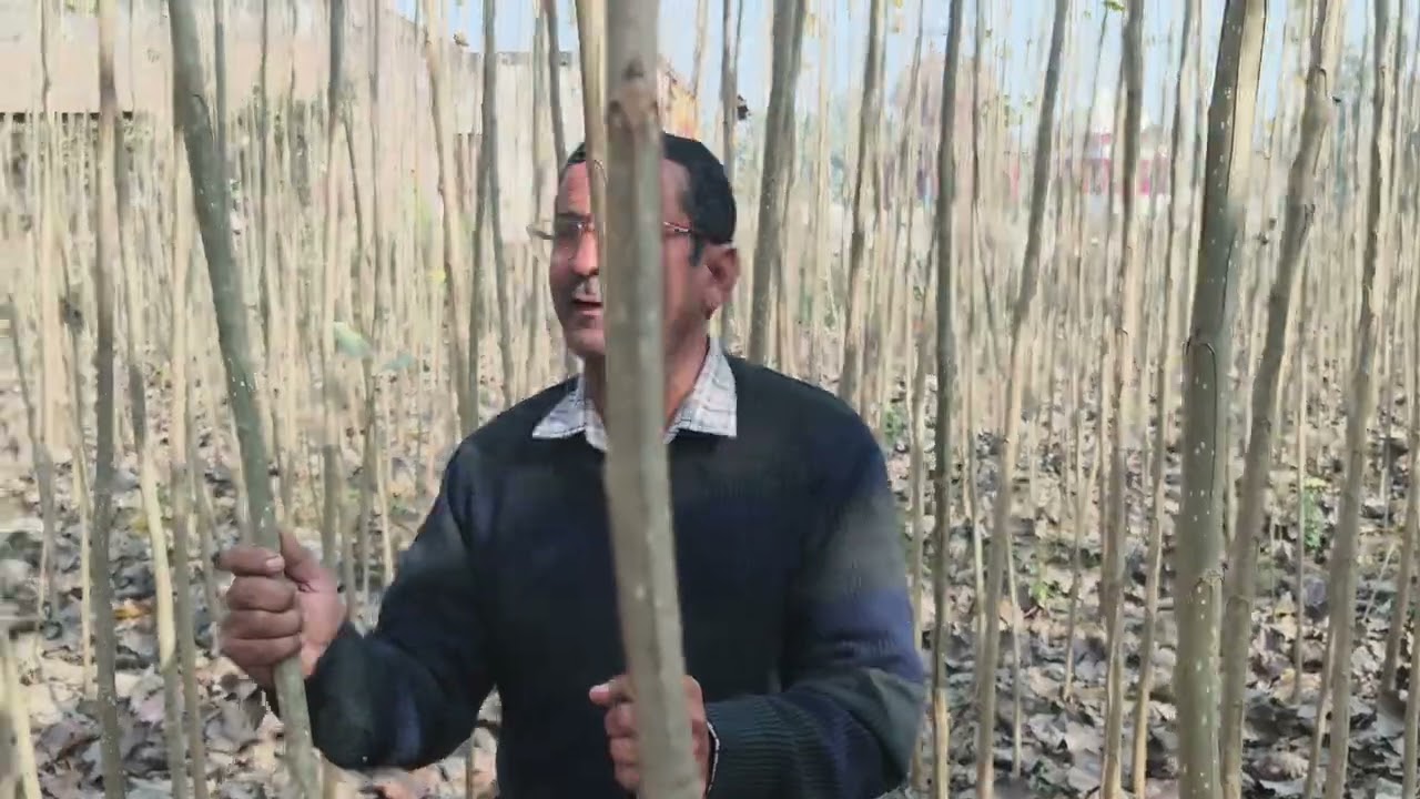 पॉपुलर की 112 वैरायटी