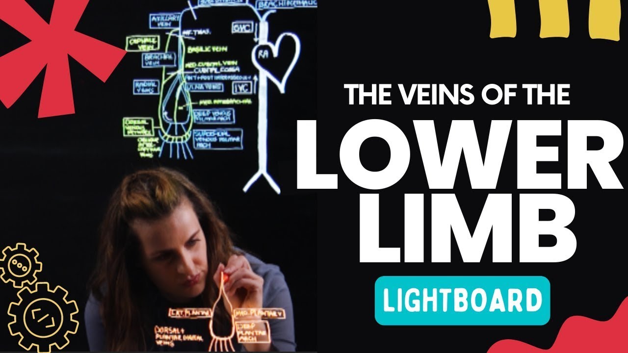 Anatomy & Pathology of the Veins of the Lower Limb