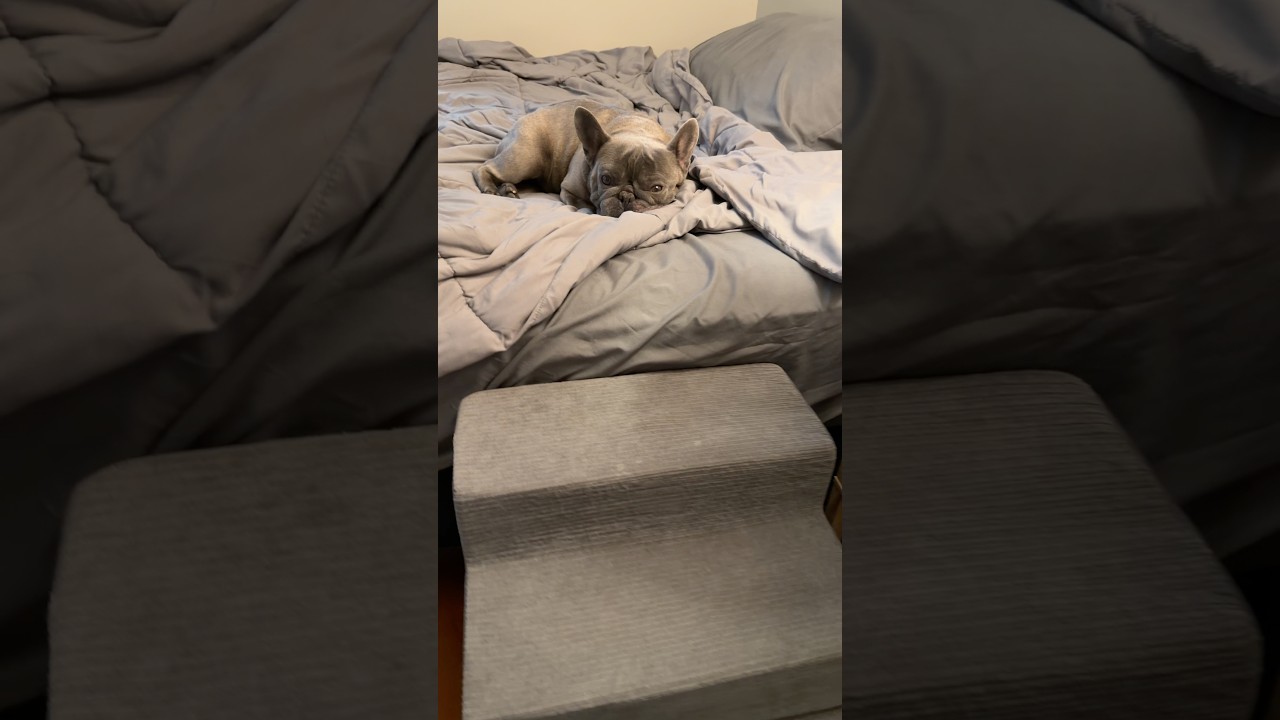 Najsłodszy buldog francuski #dumbo #asmr #buldogfrancuski
